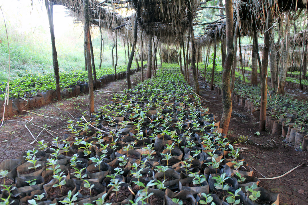 스페셜티 커피는 우선 산지가 명확해야 하며, 커피나무가 자란 땅과 재배자까지 구체적으로 밝히는 것에서부터 자격을 얻게 된다