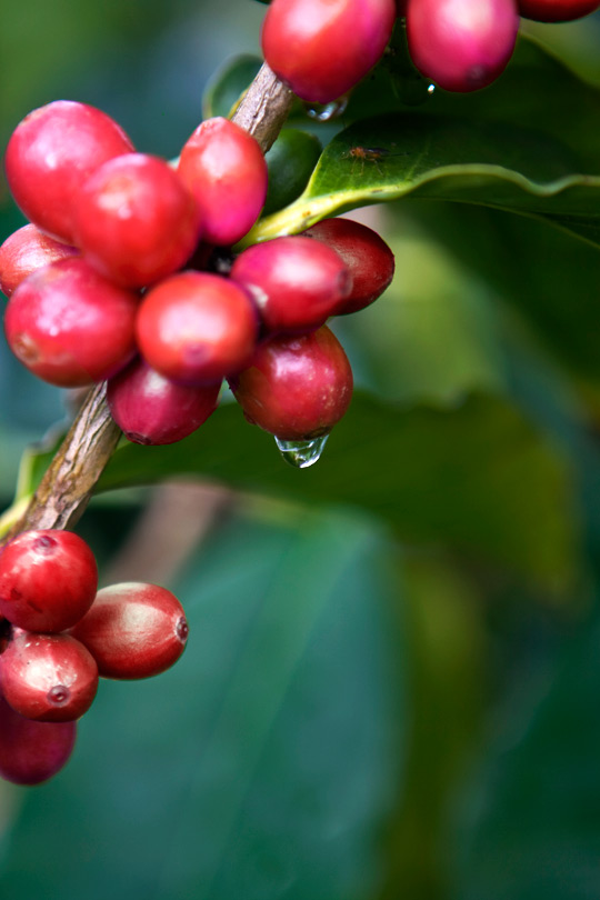 세계 3대 커피로 꼽히는 하와이안 코나 엑스트라팬시 등급의 커피 열매가 탐스럽게 열려 있다.